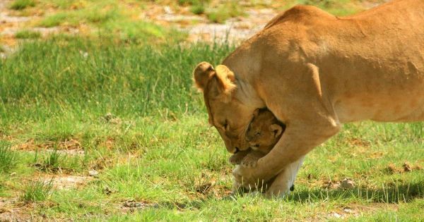 Tanzania Safari 2019 Bahl - 6 - Alexander Rostocil - Your Photo Safari Guide