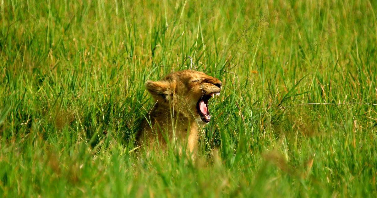 Tanzania Safari 2019 Bahl - 1 - Alexander Rostocil - Your Photo Safari Guide