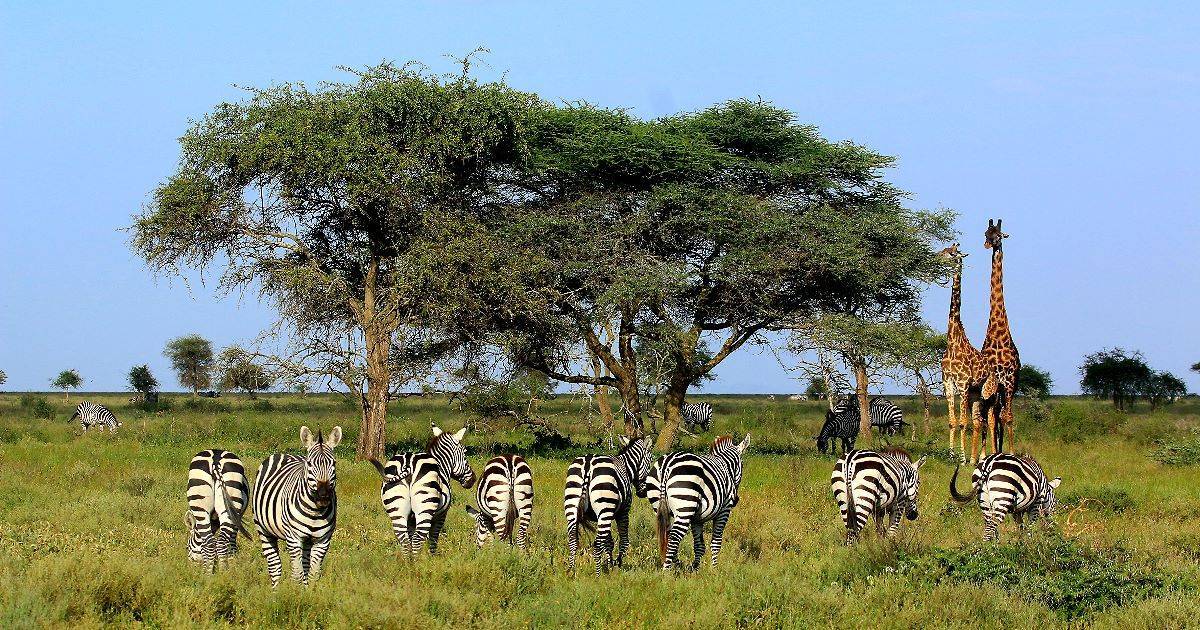 Tanzania Safari 2019 Bahl - 3 - Alexander Rostocil - Your Photo Safari Guide